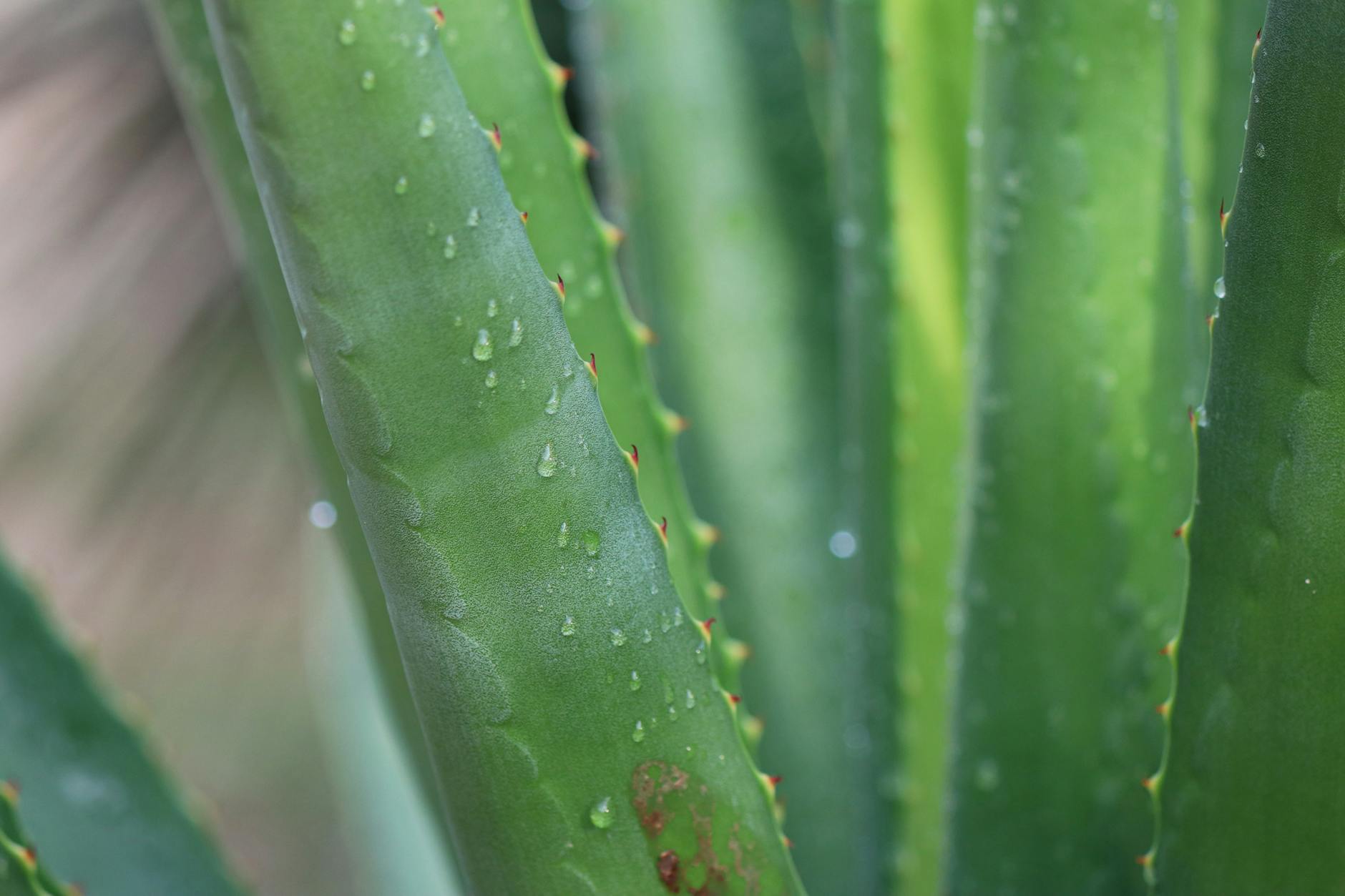aloe-vera-pour-le-visage
