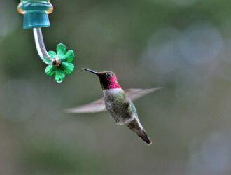 Colibri signification