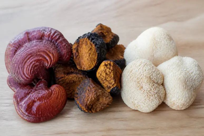 Gros plan sur des champignons Reishi, Chaga et Lion's Mane séchés, posés sur une surface en bois, évoquant les ingrédients naturels des boissons bien-être.