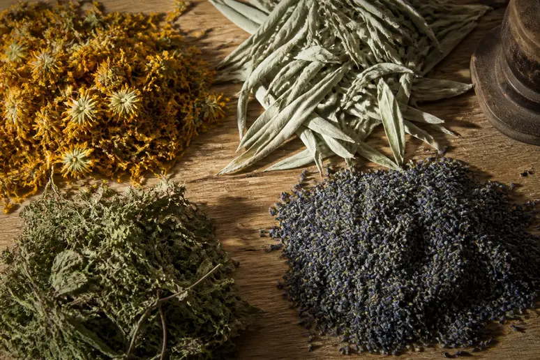 Quatre types de plantes séchées, potentiellement ingrédients de Lyphea, sont disposés sur une table en bois rustique éclairée par le soleil.
